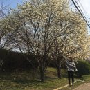 슈퍼맨분식