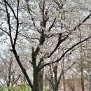 완주군립 삼례도서관 | 전주 근교 벚꽃 명소 _완주 우석대, 익산 원광대, 삼례 해전길 벚꽃 터널 현황