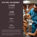 강아지를 위한 필수 애견용품 완벽 가이드