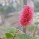 빨강여우 - 평택시 | 빨강여우
