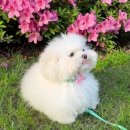 복슬강아지 이미지