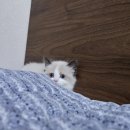 야옹아 멍멍해봐 세종점 이미지