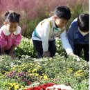 🌸 국향의 향연! 함평 국향대전 당일여행 이미지