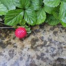 위례약수 이미지