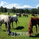 제주달로와 이미지