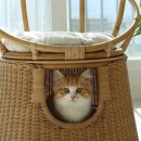 머쉬룸하우스 이미지