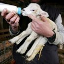 한다리농장 이미지