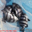 k3바다낚시터 이미지