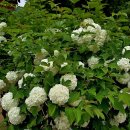 영천 영지사 범종각 이미지