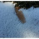 대선초교 이미지