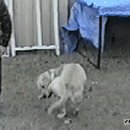 바람난강아지 이미지