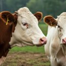 대한바이오피드 이미지