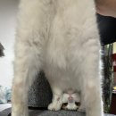 뿌앙