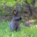 폭스(fox) 이미지