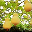 수정의류(임실시장 6/21-1,23,25) | HYOCHELIN GUIDE 25: 11~12