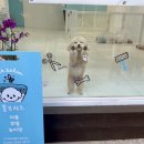 사랑스럽개 반려동물미용 | 남구 애견미용 몽브리즈 반려동물미용 후기 🐾