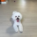 멍스마일 | 전주 송천동 에코시티 애견미용 '멍스마일' 버블스파 + 1:1 맞춤 케어까지 완벽