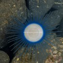 제주푸른병원 | 제주 아이랑 물놀이｜이호해수욕장 후기 &amp; 푸른우산관해파리 주의사항