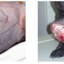 미소동물의료센터 이미지