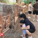문구야놀자청주 | 청주 아이와 갈만한 곳 몰랑아 놀자 8탄 : 실내동물원 쥬니멀동물원 입장료/무료입장/수유실 (여름 실내...