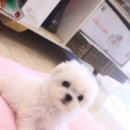 강아지분양애견말티즈푸들포메고양이분양