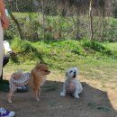 개구쟁이 애견 이미지