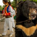 동물의 왕국 이미지