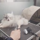 보보스퍼피 이미지