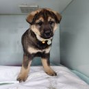 광주TNR동물병원(초월) 이미지