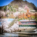 바위영어조합법인 | 영월 여행│상동 꼴두바위 벚꽃여행 &amp; 옥동양어장횟집 송어회맛집