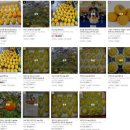 단감농장 이미지