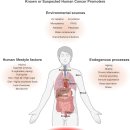 Re: 암 개시 탐구!! 종양세포끼리의 경쟁, driver 돌연변이 'clonal expansion'!! 이미지