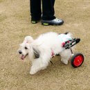 꼬똥켄넬 이미지