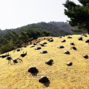 피노키오박물관 이미지