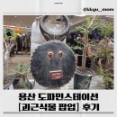 ✨ &lt;용산 아이파크몰 도파민스테이션 괴근식물 팝업&gt; 후기✨