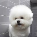 카페거리 동물병원 동행 네이버블로그