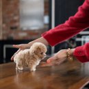 토이파티 이미지