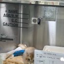 네코스토리(인천 청라점) 강아지 고양이 무료 보호 무료 입양 | 네코스토리 후기