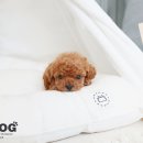 강아지 분양 프러포즈펫 네이버블로그