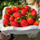 오두리햇살농장2 | [일산 딸기농장] 햇살딸기토마토농원 딸기체험 후기 📌마트 딸기와는 달랐던 이유