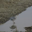 안성 조령천 이미지