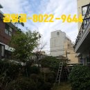 나무안에서 | 단독주택 감나무 가지치기 전지작업 후기