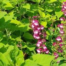 동백호수공원 이미지