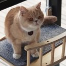 라샘 이미지