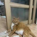 네오메디컬동물병원 | 거제동물메디컬센터 거제 동물병원 추천 세모 병원다녀온 후기