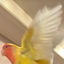 리틀버드서울 버드앤주클리닉 이미지