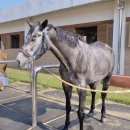 본마사동 이미지