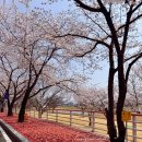 베스트푸드서비스(주)백산 | 3월 말에 다녀온 달창지 벚꽃축제 | 송해공원과는 다른 개화시기 !