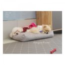 아지다펫 이미지