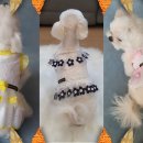 안젤라펫 이미지